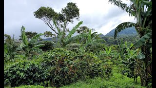 SELVA NEGRA MATAGALPA – NICARAGUA Part 2 travelvlog nicaragua nature naturelovers [upl. by Regazzi]