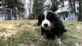 Dogs 101  Bernese Mountain Dog [upl. by Mukerji]