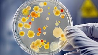 Microbiologie Générale BCG S3 شنو غانقرا في هذه المادة بالدارجة ؟ [upl. by Ahsienot430]