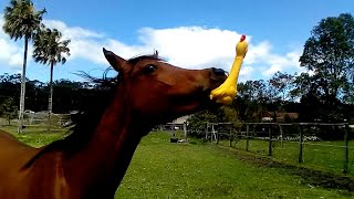 Funniest Horses 🤣  BEST Compilation of 2023 [upl. by Aryk]