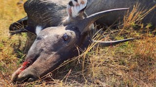 Nilgai Hunting [upl. by Beryle]