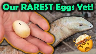 Our Legless Lizards Laid Eggs [upl. by Norma]