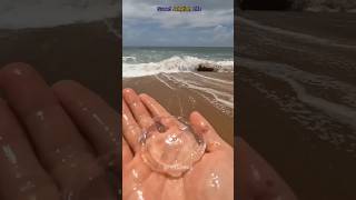 Man Saved Beautiful Jellyfish 😍 shorts [upl. by Aidnama]