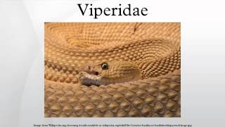 Viperidae [upl. by Morell]