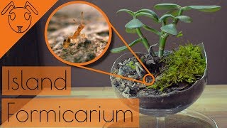 ISLAND Formicarium Build Tutorial [upl. by Viviene958]