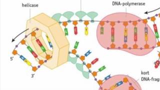 Biologie DNA replicatie [upl. by Simpson]