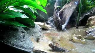 Indian Mudskipper Full Tank Video [upl. by Aidyl]