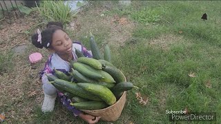 Harvesting luffaloofah raw and unfiltered with a 6 year old helper [upl. by Sydney441]