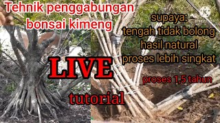 program bonsai kimengproses gabung batang kimeng supaya tengah tidak bolonglebih cepat dan natural [upl. by Barnie531]