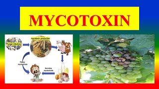 MYCOTOXIN  Origin Mechanism History Types Factors affecting Effects Health impact [upl. by Rases]