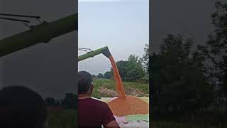 Proud to be desi  desi balak 👳  harvesting crops shorts punjabi desi sound trending video [upl. by Heurlin645]