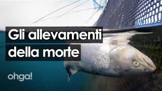 Gli allevamenti della morte salmoni senza occhi e divorati dai pidocchi [upl. by Russo888]