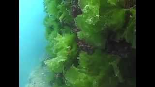 © Водоросли Черного моря Ulva lactuca  3  Green alga [upl. by Aderf]