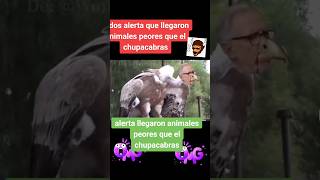 alerta llegan animales carroñeros radiobufalo noticias envivo mexico [upl. by Osana115]