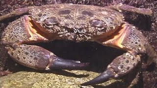 © Фауна Чёрного моря Каменный краб Eriphia verrucosa  09  Black Sea fauna crabs [upl. by Domash]