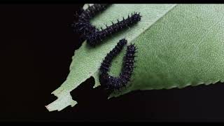 imperialis cecropia and regalis caterpillars  1st instar feeding [upl. by Normak]