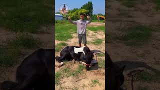 Best wild horses Mare revolutionising young foals future stallions Horses 98 [upl. by Harraf]