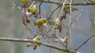 Carduelis spinus Eurasian siskin  čížek lesní [upl. by Siuol]