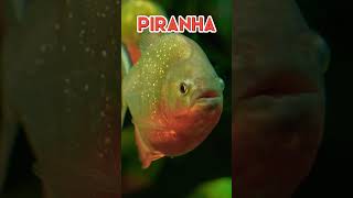 Secrets of Piranhas in Oceanarium piranha fish [upl. by Cirde791]