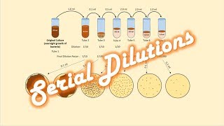 Serial Dilutions of a Bacterial Culture [upl. by Sibbie]