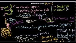 Helicobacter pylori introduction [upl. by Annahavas866]