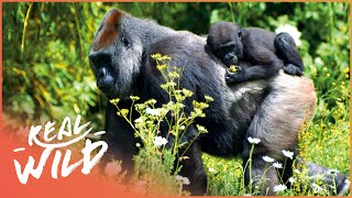 The Lives Of The Rwandan Mountain Gorillas  Gorillas From The Heart Of Darkness  Real Wild [upl. by Sucitivel]