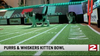 Purrs and Whiskers Kitten Bowl 2024 [upl. by Denzil]