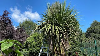 Transforming a large old Cordyline Palm tree removing old leaves and flowers garden success [upl. by Dannel]