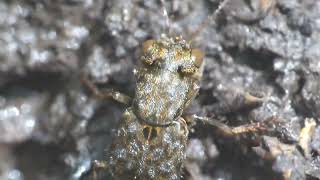 Ontholestes Rove Beetle on Poop of Japanese Raccoon Dog [upl. by Matthus]