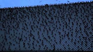 Crows at University of Washington Bothell [upl. by Nnairak]