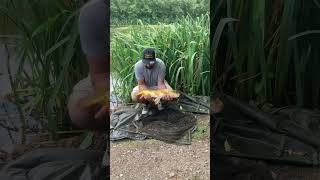 Carp fishing Kent Darenth lakes ghostie common fish on [upl. by Anbul417]