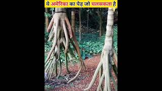 Duniyaka aesa ped jo chal sakta hai shorts tree facts truefact301 ytshorts [upl. by Nirot]