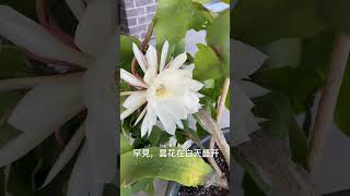 罕見，我家的昙花竟然在白天开花 Epiphyllum blooms during the day [upl. by Connolly]