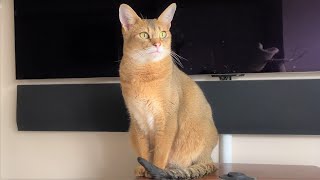 Tips for Raising a Chausie Cat [upl. by Koa]