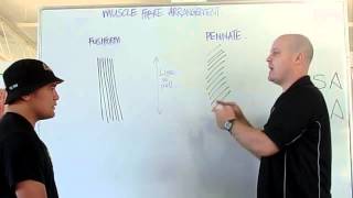 Muscle fiber arrangement PCSA ACSA [upl. by Ail]