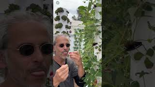 Vertical farming strawberries on aeroponic towers🍓verticalfarming agriculture tawergarden [upl. by Ara86]