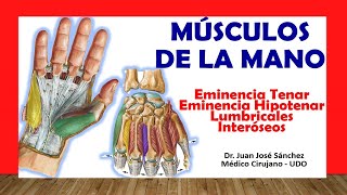 🥇 MÚSCULOS DE LA MANO Rápido Fácil y Sencillo [upl. by Joshia]