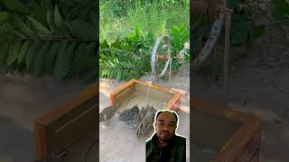 Perangkap burung shortvideo lucu trap trapbird [upl. by Diskin]