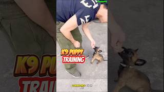 TRAINING PUPPY K9 ❌❌❌ dog germanshepherd dogtraining k9 doglover [upl. by Allicsirp]