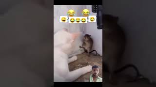 Cat amp Mouse The Funniest Moments [upl. by Elysee]