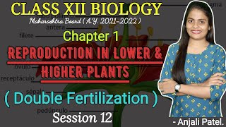 Class XII Biology  Reproduction in lower and higher plants  Double Fertilization [upl. by Htinnek]