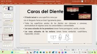 Anatomía Dental  Morfología Dental [upl. by Meehar]