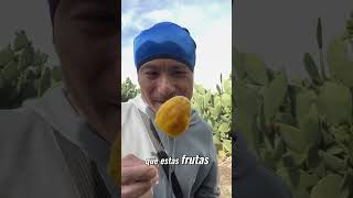 ¡Descubre la deliciosa fruta oculta del cactus shorts catus [upl. by Debor]