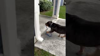 Does your Dog walk Himself😂🔥 smartdog americanbully explore fyp blitzlife [upl. by Ethelinda]