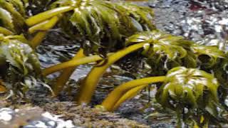 Sea Pam Postelsia palmaeformis or palm seaweed and Benefits [upl. by Eceerahs402]