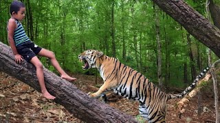 tiger attack man in the forest  tiger attack in jungle royal bengal tiger attack [upl. by Xenia]