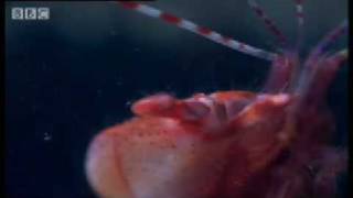 Pistol Shrimp sonic weapon  Weird Nature  BBC wildlife [upl. by Amla]