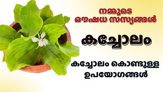 കച്ചോലം  നമ്മുടെ ഔഷധസസ്യങ്ങൾ  kacholam plant [upl. by Ennagrom]