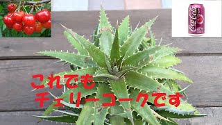 ディッキアを植え替えしてみました Dyckia Cherry Coke 2020年10月 [upl. by Aelahc]