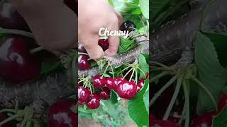 Cherry  ceri Prunus cerasus L dan Prunus avium L fruit gardenhome nature [upl. by Anrev]